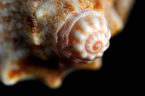 포토 JPG 해외이미지 동물 모래 바다 백그라운드 패턴 자연 추상 조개 연체동물 나선형 사람없음 물 갈색 껍질 닫기 묘사 질감 내추럴 고립 해외202004 해외포토 자연요소 컬러 무늬 모션 어패류 무척추동물 생태계 파일형식 이미지허브