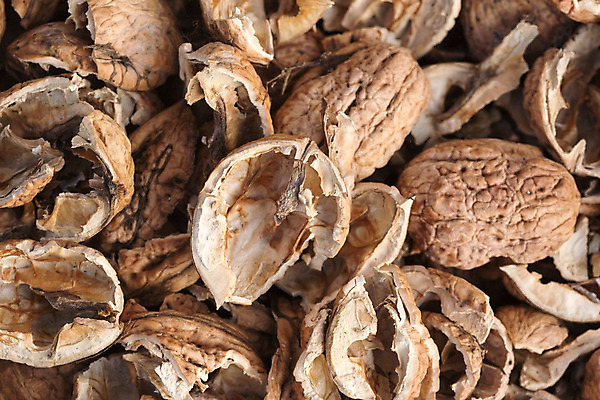 포토 JPG 해외이미지 계절 음식 백그라운드 다이어트 과일 재료 자연 건조 건강 사람없음 갈색 견과류 껍질 가을 흰색 신선 오픈 그룹 맛 아침식사 작음 오브젝트 유기농 알맹이 날것 호두 흙더미 내추럴 고립 깨짐 해외202004 해외포토 웰빙 컬러 컨셉 식사 흙 크기 생태계 파일형식 더미 이미지허브