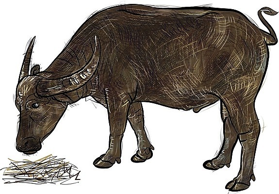 EPS 해외이미지 동물 디자인 남자 일러스트 포유류 뿔 동물원 미술 그래픽 갈색 머리 검은색 흰색 소 볏짚 스케치 먹기 그림 황소 고립 해외202004 해외일러스트 컬러 모션 문화예술 사람 신체부위 짚 파일형식 벡터 이미지허브