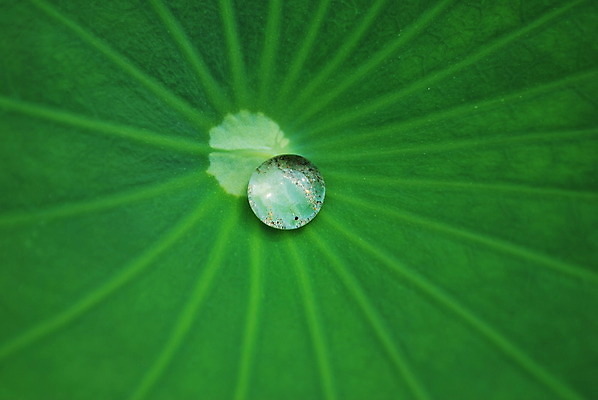 포토 JPG 해외이미지 계절 종교 문화 선 여행 백그라운드 컨셉 잎 불교 추상 연꽃 사람없음 초록색 물 여름 평화 일본 침묵 고요 기쁨 물방울 사찰 닫기 떨어짐 심볼 순수 묘사 명상 해외202004 해외포토 자연요소 식물 꽃 감정 아시아 컬러 무늬 종교건축 모션 소리 파일형식 이미지허브