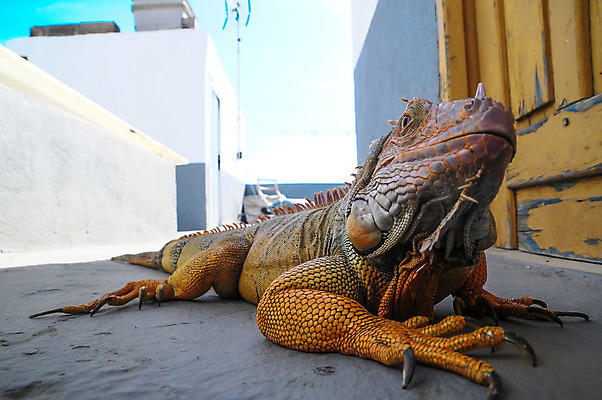 포토 JPG 해외이미지 척추동물 남자 유럽 야생동물 오렌지 파충류 사람없음 반려동물 컬러풀 용 숲 피부 도마뱀 이구아나 고립 해외202004 해외포토 동물 나라 컬러 과일 사람 신체부위 파일형식 이미지허브