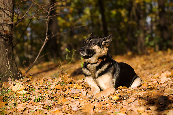 포토 JPG 해외이미지 나무 동물 응시 잎 자연 사람없음 초록색 반려동물 햇빛 갈색 노란색 맑음 검은색 가을 개 숲 사냥개 거짓말 해외202004 해외포토 식물 시선 계절 컬러 포유류 날씨 태양 생태계 파일형식 이미지허브