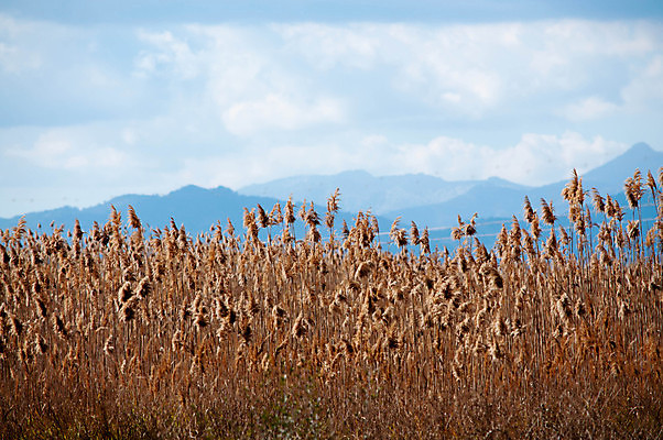 포토 JPG 해외이미지 나무 식물 구름 계절 줄기 여행 백그라운드 밭 자연 하늘 산 건조 갈대 풍경 사람없음 야외 파란색 빛 컬러풀 햇빛 갈색 노란색 환경 맑음 침묵 봄 시골 황금 장면 내추럴 해외202004 해외포토 자연요소 컬러 농업 날씨 태양 소리 생태계 파일형식 이미지허브