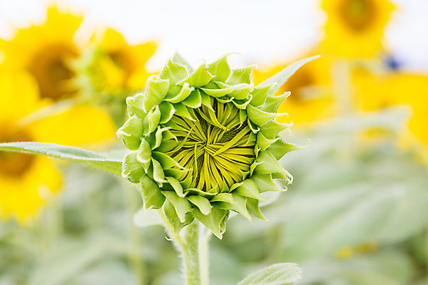 포토 JPG 해외이미지 식물 구름 꽃잎 꽃 행복 지구 백그라운드 잎 꽃무늬 밭 농업 오렌지 자연 하늘 해바라기 씨앗 풍경 사람없음 초록색 여름 파란색 농작물 컬러풀 햇빛 태양 노란색 정원 맑음 봄 활발 성장 벚꽃 시골 원형 개화 유기농 꽃가루 내추럴 해외202004 해외포토 자연요소 도형 웰빙 계절 감정 산업 컬러 컨셉 무늬 과일 날씨 가루 생태계 파일형식 이미지허브