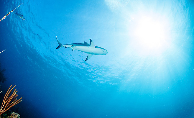 포토 JPG 해외이미지 동물 야생동물 스포츠 바다 여행 백그라운드 자연 어류 사람없음 야외 물 여름 파란색 바닷속 수중 산호 위험 다이빙 육식동물 암초 깊이 바하마 해외202004 해외포토 자연요소 계절 컬러 컨셉 수영 수중동물 자포동물 생태계 수중스포츠 파일형식 이미지허브