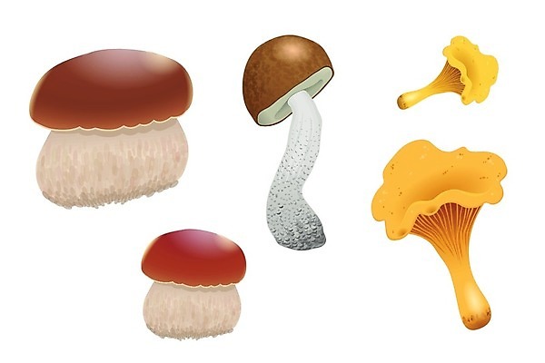 EPS 해외이미지 식물 디자인 계절 음식 백그라운드 오렌지 일러스트 재료 자연 건강 요리 미술 그래픽 여름 갈색 식사 버섯 가을 흰색 신선 그룹 맛 숲 작음 만화 수집 먹기 그림 유기농 날것 내추럴 고립 곰팡이 그물버섯 식용 채식주의자 캡모자 해외202004 해외일러스트 모자_잡화 웰빙 컬러 컨셉 과일 모션 문화예술 크기 생태계 채식 파일형식 벡터 이미지허브