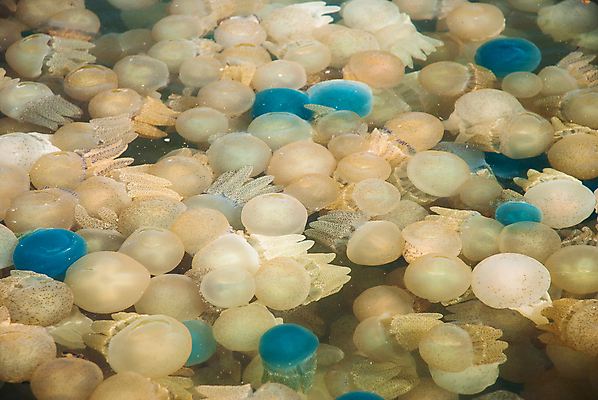 포토 JPG 해외이미지 꽃 호수 바다 섬 종류 어류 사람없음 초록색 물 컬러풀 수중 구멍 해조류 변화 황금 산호 보호 수집 싱크대 생태계 생물학 태평양 암초 젤리 서식지 해파리 생태학 석회암 소금물 인구 해외202004 해외포토 자연요소 식물 교육 컬러 컨셉 디저트 수중동물 암석 해양식물 자포동물 개수대 파일형식 이미지허브