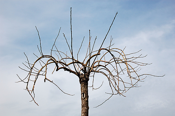 포토 JPG 해외이미지 나무 자연 하늘 건조 사람없음 야외 파란색 환경 일몰 새벽 나뭇가지 가뭄 수목 이산화탄소 해외202004 해외포토 자연요소 식물 컬러 날씨 노을 생태계 파일형식 이미지허브