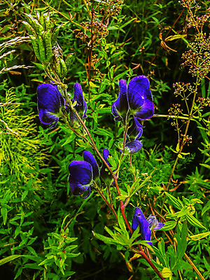포토 JPG 해외이미지 식물 구름 계절 꽃 분홍색 백그라운드 꽃무늬 밭 오렌지 자연 하늘 아침 새로움 풍경 사람없음 야외 초록색 여름 파란색 빛 햇빛 태양 노란색 일출 보라색 황혼 일몰 봄 새벽 들꽃 안개 벚꽃 시골 개화 저녁 숲 장면 넘어짐 해외202004 해외포토 주간 자연요소 컬러 컨셉 무늬 농업 과일 모션 날씨 노을 야간 생태계 파일형식 이미지허브