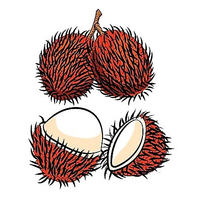 EPS 해외이미지 식물 아시아 음식 백그라운드 잎 농업 과일 일러스트 태국 자연 건강 동양인 빨간색 라벨 흰색 나뭇가지 신선 달콤 맛 만화 오브젝트 유기농 말레이시아 내추럴 고립 이국적 채식주의자 해외202004 해외일러스트 나무 웰빙 나라 산업 컬러 컨셉 프레임 인종 생태계 채식 파일형식 벡터 이미지허브