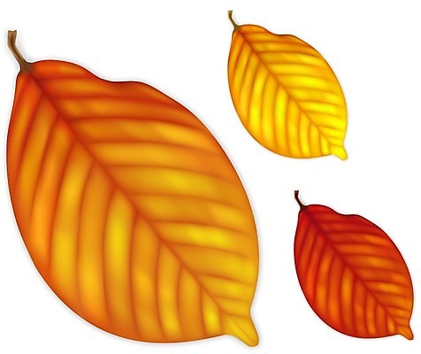 EPS 해외이미지 나무 식물 디자인 계절 줄기 잎 꽃무늬 곡선 오렌지 일러스트 자연 미술 그래픽 장식 빨간색 세트 갈색 노란색 가을 나뭇가지 우아함 떨어짐 심볼 그림 질감 정맥 엘리먼트 해외202004 해외일러스트 꽃 선 컬러 컨셉 무늬 과일 문화예술 생태계 혈관 파일형식 벡터 이미지허브