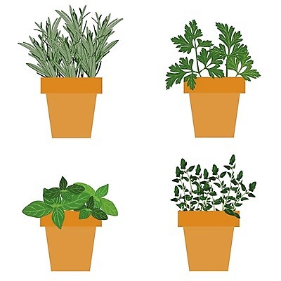 EPS 해외이미지 클립아트 나무 식물 화분 잎 일러스트 자연 파슬리 사람없음 초록색 주방 정원 나뭇가지 신선 도자기 고명 허브 유기농 원예 바질 로즈메리 내추럴 백리향 해외202004 해외일러스트 웰빙 컬러 채소 취미 생태계 파일형식 벡터 이미지허브