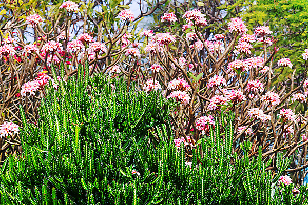 포토 JPG 해외이미지 나무 식물 구름 공원 꽃 섬 여행 백그라운드 잎 자연 휴가 휴식 열대 손바닥 풍경 사람없음 야외 초록색 컬러풀 여행객 환경 정원 숲 열대우림 원예 하와이 내추럴 이국적 해외202004 해외포토 자연요소 손 공공시설 컬러 컨셉 사람 취미 미국 생태계 파일형식 이미지허브