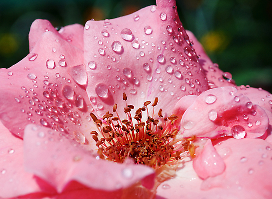 포토 JPG 해외이미지 식물 꽃잎 꽃 분홍색 잎 꽃무늬 패턴 자연 휴가 선물 사랑 사람없음 야외 초록색 물 여름 햇빛 장미 머리 정원 봄 젖음 축하 개화 우아함 떨어짐 이슬 싱글 해외202004 해외포토 자연요소 계절 감정 컬러 컨셉 무늬 신체부위 태양 생태계 파일형식 이미지허브