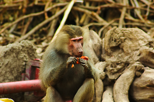 포토 JPG 해외이미지 동물 계절 공원 아시아 여행 백그라운드 포유류 아프리카 자연 생물 동물원 이집트 종류 미술 사람없음 야외 반려동물 환경 원숭이 황무지 숲 모피 유인원 포트폴리오 해외202004 해외포토 공공시설 나라 문화예술 생태계 파일형식 이미지허브