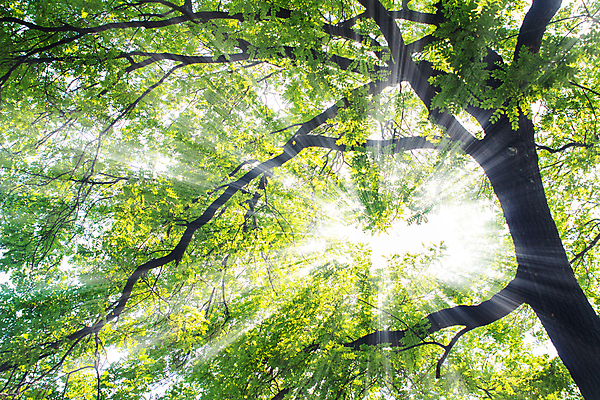 포토 JPG 해외이미지 나무 식물 라이프스타일 계절 공원 백그라운드 단풍 잎 비즈니스 자연 하늘 추상 풍경 사람없음 야외 목재 초록색 여름 빛 컬러풀 햇빛 태양 환경 봄 성장 나뭇가지 신선 숲 환경보전 유기농 해외202004 해외포토 자연요소 웰빙 공공시설 컬러 무늬 재료 생활 사회이슈 생태계 파일형식 이미지허브