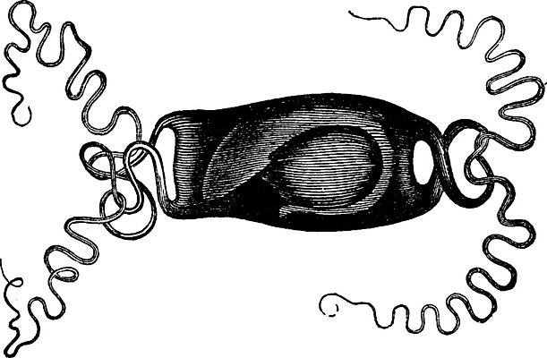 EPS 해외이미지 동물 야생동물 바다 과학 일러스트 자연 종류 어류 미술 계란 검은색 수중 스케이트 수확 골동품 흰색 지갑 악마 그림 생물학 판화 인어 내추럴 옛날 해외202004 해외일러스트 교육 스포츠용품 컬러 농업 문화예술 알 수중동물 생태계 파일형식 벡터 이미지허브