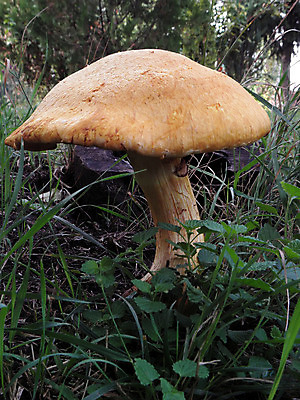 포토 JPG 해외이미지 식물 백그라운드 자연 사람없음 갈색 버섯 가을 흰색 유기농 내추럴 곰팡이 해외202004 해외포토 웰빙 계절 컬러 생태계 파일형식 이미지허브