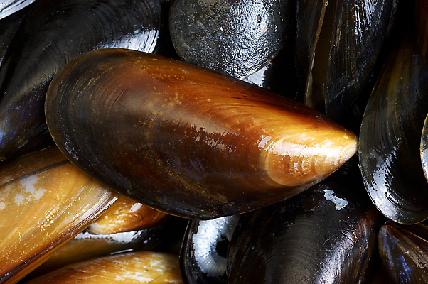 포토 JPG 해외이미지 조개 어류 요리 사람없음 먹기 해산물 홍합 성분 해외202004 해외포토 모션 어패류 수중동물 파일형식 이미지허브