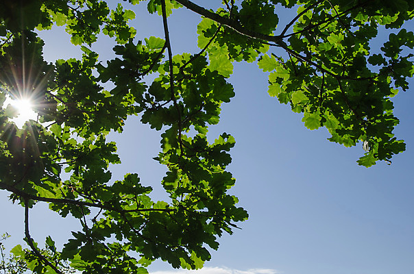 포토 JPG 해외이미지 나무 계절 백그라운드 잎 자연 하늘 사람없음 야외 초록색 파란색 빛 햇빛 태양 환경 맑음 봄 광선 나뭇가지 신선 숲 문학 내추럴 해외202004 해외포토 자연요소 식물 컬러 날씨 생태계 파일형식 이미지허브