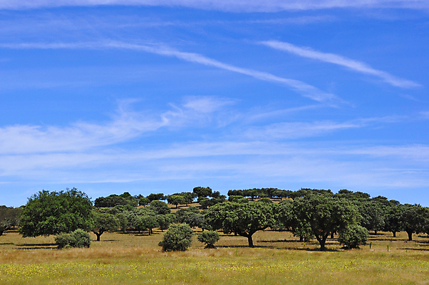 포토 JPG 해외이미지 나무 밭 하늘 풍경 사람없음 농장 봄 시골 포르투갈 해외202004 해외포토 식물 계절 유럽 농업 파일형식 이미지허브