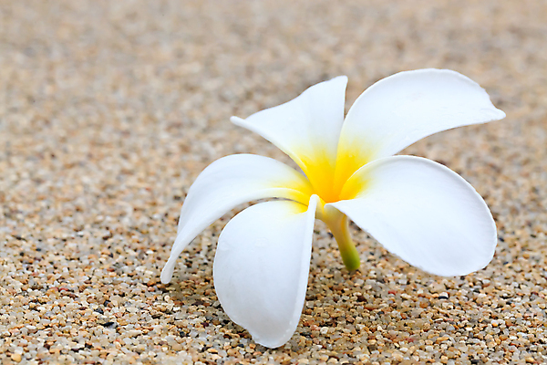 포토 JPG 해외이미지 디자인 꽃잎 꽃 백그라운드 자연 휴식 열대 프레임 사람없음 장식 여름 노란색 우주 스파 봄 벚꽃 흰색 신용카드 화려 개화 황금 모서리 우아함 배열 하와이 향기 발리 초대 태평양 환영 남쪽 고립 아열대 하와이인 알로하 해외202004 해외포토 외국인 식물 계절 바다 컬러 섬 컨셉 금융 미국 인사 방향 생태계 냄새 인도네시아 파일형식 이미지허브