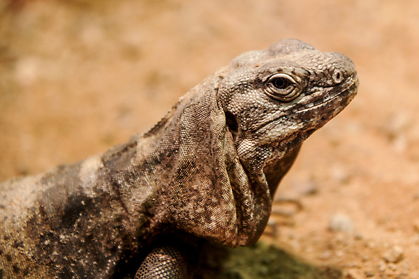 포토 JPG 해외이미지 동물 야생동물 파충류 자연 사람없음 환경 내추럴 동물상 해외202004 해외포토 조형물 생태계 파일형식 이미지허브