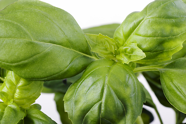 포토 JPG 해외이미지 식물 음식 잎 재료 건강 요리 사람없음 초록색 이탈리아 신선 허브 바질 고립 해외202004 해외포토 유럽 컬러 파일형식 이미지허브