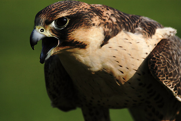 포토 JPG 해외이미지 동물 야생동물 조류 사람없음 갈색 머리 회색 닫기 깃털 부리 계산서 해외202004 해외포토 컬러 모션 신체부위 파일형식 이미지허브