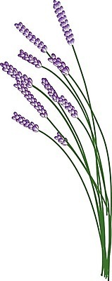 EPS 해외이미지 식물 디자인 꽃 꽃다발 백그라운드 잎 꽃무늬 일러스트 자연 휴식 건강 미술 장식 유행 보라색 벚꽃 흰색 신선 다발 허브 제비꽃 향수 아로마 향 아로마테라피 라벤더 조제 내추럴 엘리먼트 해외202004 해외일러스트 컬러 컨셉 무늬 문화예술 약 화장품 생태계 만들기 테라피 파일형식 벡터 이미지허브