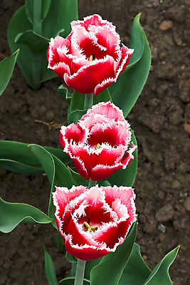 포토 JPG 해외이미지 모양 꽃 백그라운드 자연 사람없음 세트 정원 봄 튤립 해외202004 해외포토 식물 계절 생태계 파일형식 이미지허브