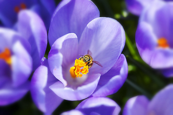 포토 JPG 해외이미지 식물 꽃잎 꽃 줄기 백그라운드 잎 꽃무늬 밭 전구 자연 부활절 사람없음 야외 파란색 햇빛 태양 정원 보라색 침묵 봄 활발 벚꽃 신선 개화 4월 다발 제비꽃 꿀 2월 해외202004 해외포토 자연요소 계절 기념일 컬러 컨셉 무늬 농업 소리 날짜 생태계 파일형식 이미지허브