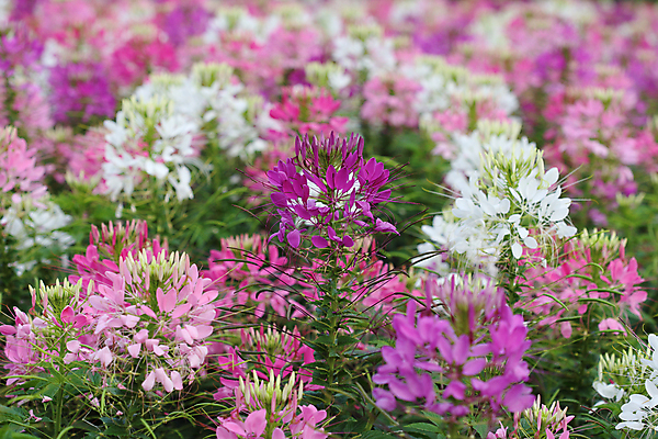 포토 JPG 해외이미지 식물 계절 공원 꽃잎 꽃 분홍색 백그라운드 잎 꽃무늬 자연 사람없음 야외 장식 초록색 여름 컬러풀 정원 보라색 봄 성장 벚꽃 가을 흰색 신선 개화 묘사 원예 거미 내추럴 해외202004 해외포토 공공시설 컬러 곤충 무늬 취미 생태계 파일형식 이미지허브