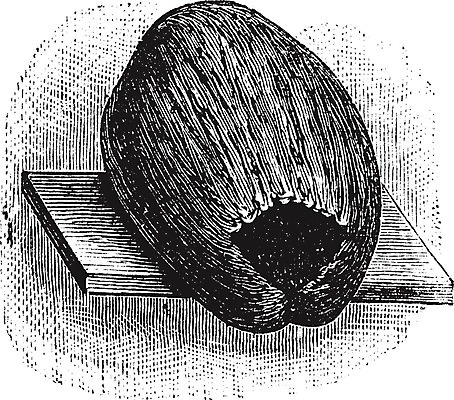 EPS 해외이미지 일러스트 자연 조류 주택 미술 계란 검은색 수확 골동품 껍질 흰색 둥지 그림 새장 코코넛 판화 내추럴 옛날 잉꼬 해외202004 해외일러스트 동물 컬러 농업 과일 문화예술 건물 알 생태계 케이지 파일형식 벡터 이미지허브