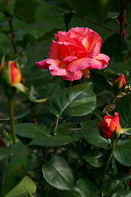 포토 JPG 해외이미지 식물 꽃 컨셉 꽃무늬 자연 선물 사랑 사람없음 빨간색 초록색 물 장미 정원 봄 젖음 벚꽃 물방울 신선 이슬 해외202004 해외포토 자연요소 계절 감정 컬러 무늬 생태계 파일형식 이미지허브