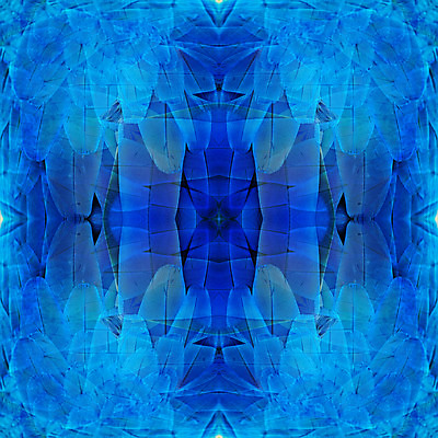 포토 JPG 해외이미지 동물 야생동물 백그라운드 패턴 날개 자연 조류 추상 사람없음 장식 파란색 반려동물 컬러풀 활발 황금 깃털 묘사 질감 앵무새 내추럴 강렬 이국적 해외202004 해외포토 컬러 컨셉 무늬 생태계 파일형식 이미지허브