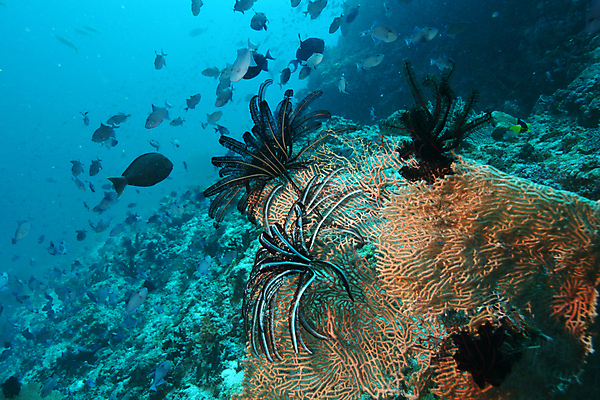 포토 JPG 해외이미지 동물 야생동물 바다 백그라운드 자연 어류 풍경 사람없음 빨간색 물 파란색 수중 수영 활발 그룹 산호 다이빙 장면 암초 수족관 깊이 멀티 소금물 해외202004 해외포토 자연요소 컬러 컨셉 수중동물 수상스포츠 자포동물 생태계 수중스포츠 파일형식 이미지허브