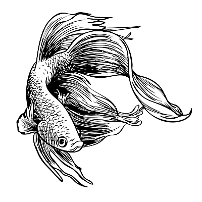 포토 JPG 해외이미지 동물 디자인 태국 자연 종류 어류 사람없음 그래픽 물 반려동물 수영 흐름 꼬리 싸움 지느러미 수족관 공격적 민물 이국적 해외202004 해외포토 자연요소 아시아 컨셉 모션 수중동물 수상스포츠 생태계 파일형식 이미지허브