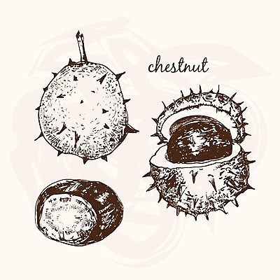 EPS 해외이미지 나무 식물 음식 과일 일러스트 자연 잉크 갈색 수확 가을 가시 스케치 수집 그림 호두 판화 식용 핵심 해외202004 해외일러스트 계절 컬러 농업 미술 견과류 생태계 파일형식 벡터 이미지허브