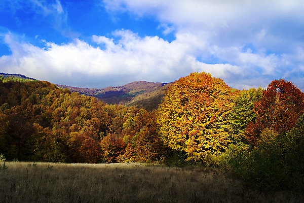 포토 JPG 해외이미지 나무 구름 계절 공원 여행 백그라운드 잎 밭 오렌지 자연 하늘 산 파노라마 풍경 사람없음 야외 목재 빨간색 초록색 파란색 빛 컬러풀 햇빛 노란색 계곡 가을 시골 숲 언덕 장면 10월 내추럴 해외202004 해외포토 자연요소 식물 공공시설 컬러 농업 과일 재료 촬영기법 태양 날짜 생태계 파일형식 이미지허브