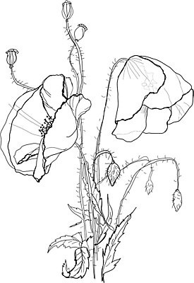 EPS 해외이미지 식물 계절 꽃 야생동물 백그라운드 꽃무늬 패턴 일러스트 자연 잉크 흑백 그래픽 장식 펜 정원 검은색 흰색 나뭇가지 인쇄 스케치 그림 생물학 손그림 판화 옛날 핸드메이드 해외202004 해외일러스트 나무 동물 교육 컬러 무늬 촬영기법 미술 필기구 생태계 파일형식 벡터 이미지허브