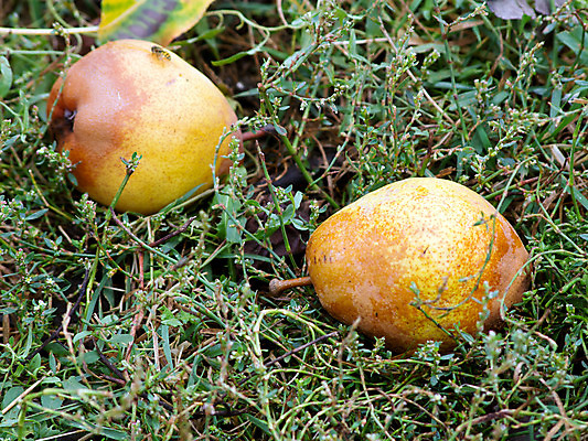 포토 JPG 해외이미지 나무 식물 계절 음식 줄기 잎 농업 채소 과일 자연 하늘 매달리기 건강 사람없음 빨간색 초록색 여름 파란색 농작물 햇빛 농장 성장 가을 나뭇가지 달콤 과수원 다발 유기농 숙성 해외202004 해외포토 웰빙 산업 컬러 모션 태양 맛 생태계 파일형식 이미지허브