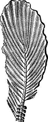 EPS 해외이미지 패턴 일러스트 자연 조류 미술 검은색 수확 골동품 흰색 역사 깃털 그림 생물학 꼬리 화석 고생물 판화 멸종 내추럴 옛날 해외202004 해외일러스트 동물 교육 컬러 무늬 농업 문화예술 생물 생태계 파일형식 벡터 이미지허브