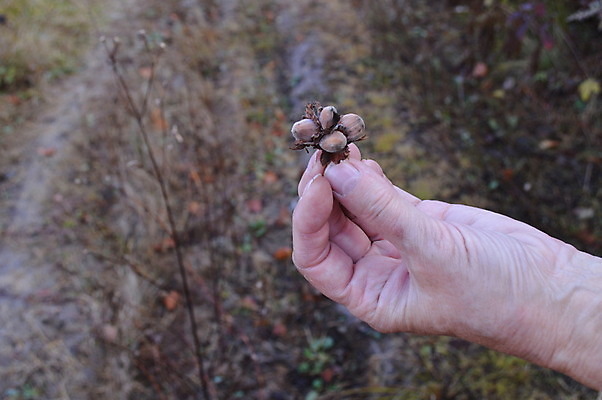포토 JPG 해외이미지 계절 음식 농업 재료 자연 건강 씨앗 사람없음 목재 초록색 갈색 정원 견과류 수확 가을 시골 신선 그룹 맛 숲 유기농 내추럴 개암나무 옛날 채식주의자 개암 해외202004 해외포토 나무 식물 웰빙 열매 산업 컬러 컨셉 생태계 채식 파일형식 이미지허브