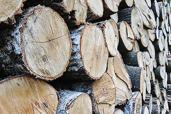 포토 JPG 해외이미지 나무 식물 유럽 도로 길 잎 사람없음 목재 쌓기 반지 항아리 원형 숲 자르기 나무껍질 폴란드 해외202004 해외포토 도형 나라 재료 장신구 교통시설 모션 껍질 도자기 파일형식 이미지허브