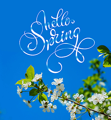 포토 JPG 해외이미지 백그라운드 캘리그라피 사람없음 봄 벚꽃 파란배경 해외202004 해외포토 계절 꽃 파란색 파일형식 이미지허브