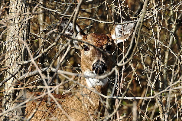 포토 JPG 해외이미지 동물 야생동물 포유류 자연 사슴 사람없음 흰색 꼬리 동물상 해외202004 해외포토 컬러 조형물 생태계 파일형식 이미지허브