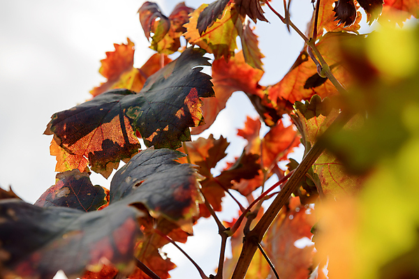 포토 JPG 해외이미지 식물 구름 계절 산업 잎 밭 농업 오렌지 과일 자연 하늘 포도 풍경 사람없음 야외 빨간색 초록색 여름 컬러풀 햇빛 태양 농장 노란색 일출 와인 정원 계곡 일몰 이탈리아 수확 성장 가을 시골 땅 포도밭 포도나무 내추럴 밭일 양조장 해외202004 해외포토 자연요소 유럽 컬러 주류 노을 과일나무 생태계 파일형식 이미지허브