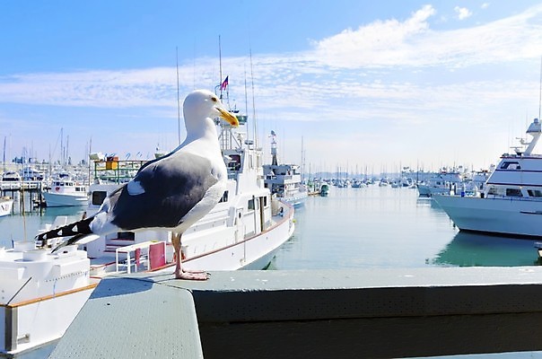 포토 JPG 해외이미지 스포츠 바다 섬 여행 요트 교통시설 갈매기 낚시 휴가 항해 사람없음 목재 물 마을 항구 미국 산책로 도시 만 보트 황무지 고급 도심 모래언덕 언덕 클럽 함선 해군 캘리포니아 태평양 포트 대도시 스카이라인 이웃 서쪽 해외202004 해외포토 자연요소 나무 길 교통 컨셉 북아메리카 배_교통 재료 조류 레저 군대 방향 시설 파일형식 이미지허브