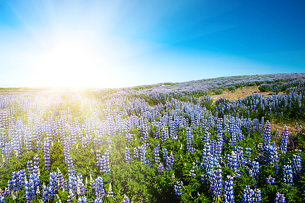 포토 JPG 해외이미지 식물 꽃 백그라운드 꽃무늬 밭 벽지 하늘 산 아이슬란드 풍경 사람없음 파란색 보라색 얼음 들꽃 벚꽃 제비꽃 빙하 알프스 강렬 스칸디나비아 해외202004 해외포토 자연요소 유럽 컬러 무늬 농업 파일형식 이미지허브